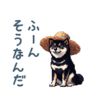 毎日使える黒柴犬【かわいい・日常会話】（個別スタンプ：3）