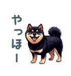 毎日使える黒柴犬【かわいい・日常会話】（個別スタンプ：10）