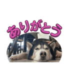 あくあ君のでっかい日常（個別スタンプ：1）