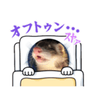 フェレット太郎ちゃんの日常（個別スタンプ：6）