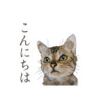 丁寧語ねこ リアルイラスト VOL.02（個別スタンプ：2）