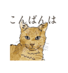 丁寧語ねこ リアルイラスト VOL.02（個別スタンプ：3）