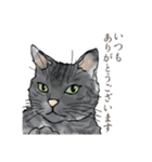 丁寧語ねこ リアルイラスト VOL.02（個別スタンプ：6）