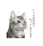 丁寧語ねこ リアルイラスト VOL.02（個別スタンプ：11）