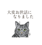 丁寧語ねこ リアルイラスト VOL.02（個別スタンプ：12）