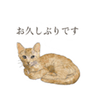 丁寧語ねこ リアルイラスト VOL.02（個別スタンプ：14）