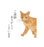 丁寧語ねこ リアルイラスト VOL.02（個別スタンプ：16）