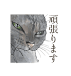 丁寧語ねこ リアルイラスト VOL.02（個別スタンプ：19）