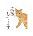 丁寧語ねこ リアルイラスト VOL.02（個別スタンプ：21）