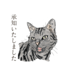 丁寧語ねこ リアルイラスト VOL.02（個別スタンプ：23）