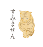 丁寧語ねこ リアルイラスト VOL.02（個別スタンプ：25）