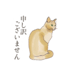 丁寧語ねこ リアルイラスト VOL.02（個別スタンプ：28）