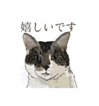 丁寧語ねこ リアルイラスト VOL.02（個別スタンプ：32）