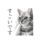 丁寧語ねこ リアルイラスト VOL.02（個別スタンプ：33）