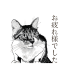 丁寧語ねこ リアルイラスト VOL.02（個別スタンプ：38）