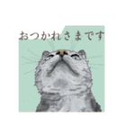 丁寧語ねこ リアルイラスト VOL.02（個別スタンプ：40）