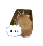 茶うさ＊スタンプ（個別スタンプ：11）