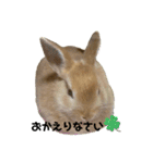 茶うさ＊スタンプ（個別スタンプ：17）