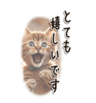 敬語でご挨拶 ねこ編(BIG)（個別スタンプ：5）