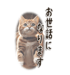 敬語でご挨拶 ねこ編(BIG)（個別スタンプ：8）