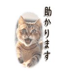 敬語でご挨拶 ねこ編(BIG)（個別スタンプ：9）