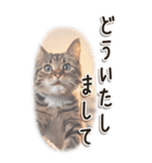 敬語でご挨拶 ねこ編(BIG)（個別スタンプ：12）