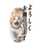 敬語でご挨拶 ねこ編(BIG)（個別スタンプ：15）