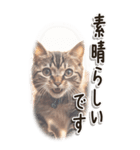 敬語でご挨拶 ねこ編(BIG)（個別スタンプ：29）