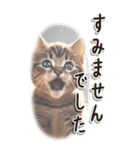 敬語でご挨拶 ねこ編(BIG)（個別スタンプ：34）