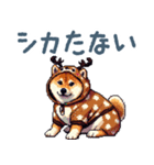 ダジャレ柴犬【日常会話・おもしろい】（個別スタンプ：30）