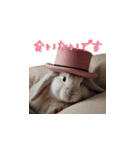 ピンクのシルクハットをかぶったウサギ1（個別スタンプ：1）