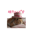 ピンクのシルクハットをかぶったウサギ1（個別スタンプ：4）