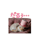 ピンクのシルクハットをかぶったウサギ2（個別スタンプ：1）