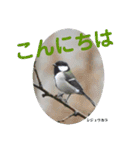 nanda birds hello my friends（個別スタンプ：2）