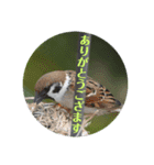nanda birds hello my friends（個別スタンプ：4）