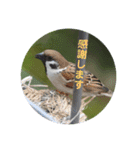 nanda birds hello my friends（個別スタンプ：5）