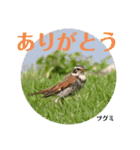 nanda birds hello my friends（個別スタンプ：6）