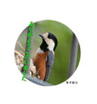 nanda birds hello my friends（個別スタンプ：8）