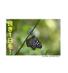 nanda birds hello my friends（個別スタンプ：11）