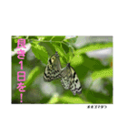 nanda birds hello my friends（個別スタンプ：12）