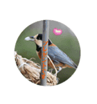 nanda birds hello my friends（個別スタンプ：14）