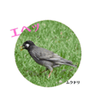 nanda birds hello my friends（個別スタンプ：15）