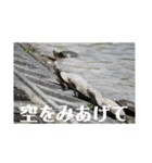 nanda birds hello my friends（個別スタンプ：16）