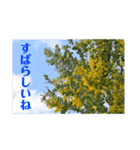 nanda birds hello my friends（個別スタンプ：17）