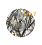 nanda birds hello my friends（個別スタンプ：19）