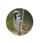 nanda birds hello my friends（個別スタンプ：20）