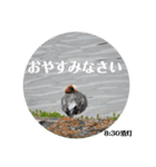 nanda birds hello my friends（個別スタンプ：22）