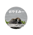 nanda birds hello my friends（個別スタンプ：23）