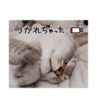 リボン4（個別スタンプ：21）