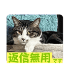 猫愛スタンプ⑨（個別スタンプ：1）
